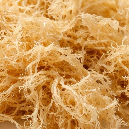 Sea Moss