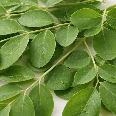 Moringa